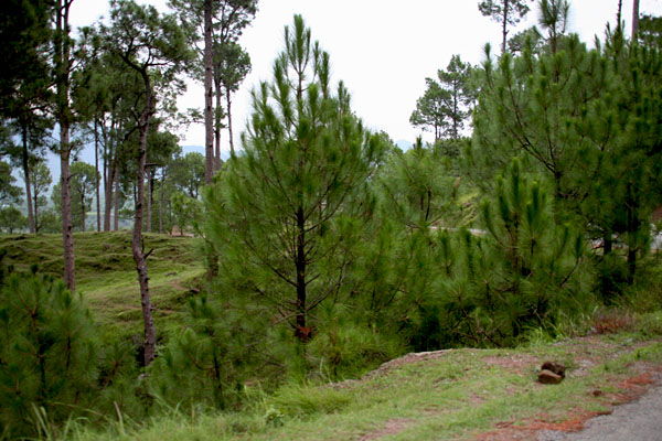 Forest near Sarsawa