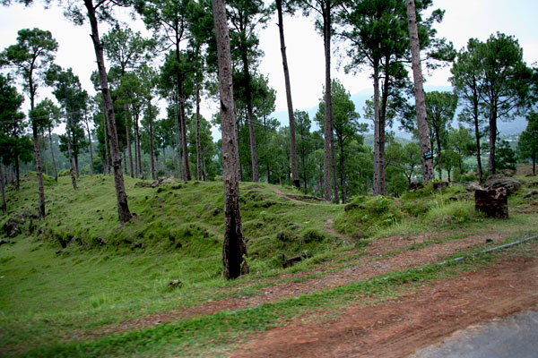 Forest near Sarsawa