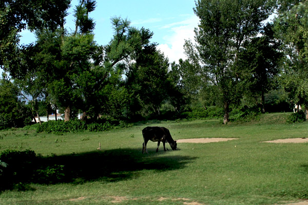 Grazing
