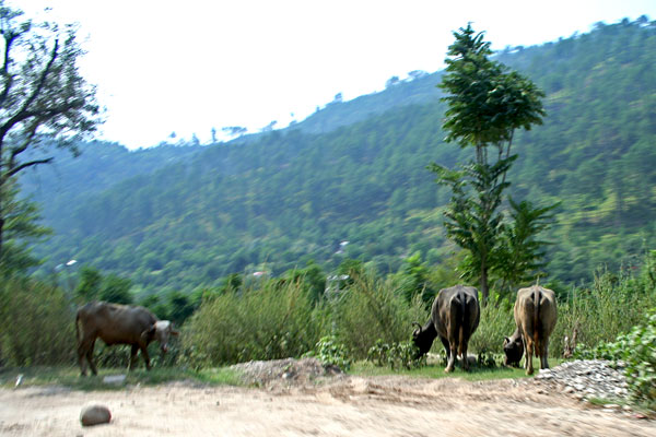 Buffalos