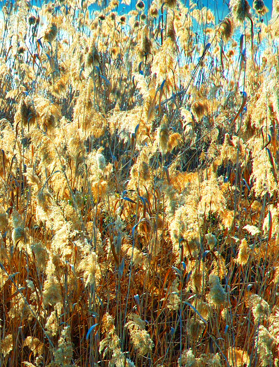 Lakeside-grasses-Spain.jpg