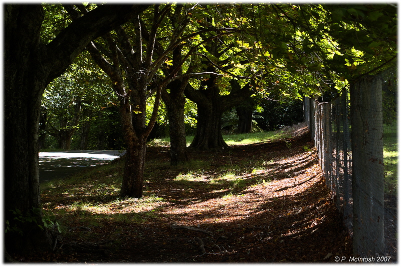 Fence line