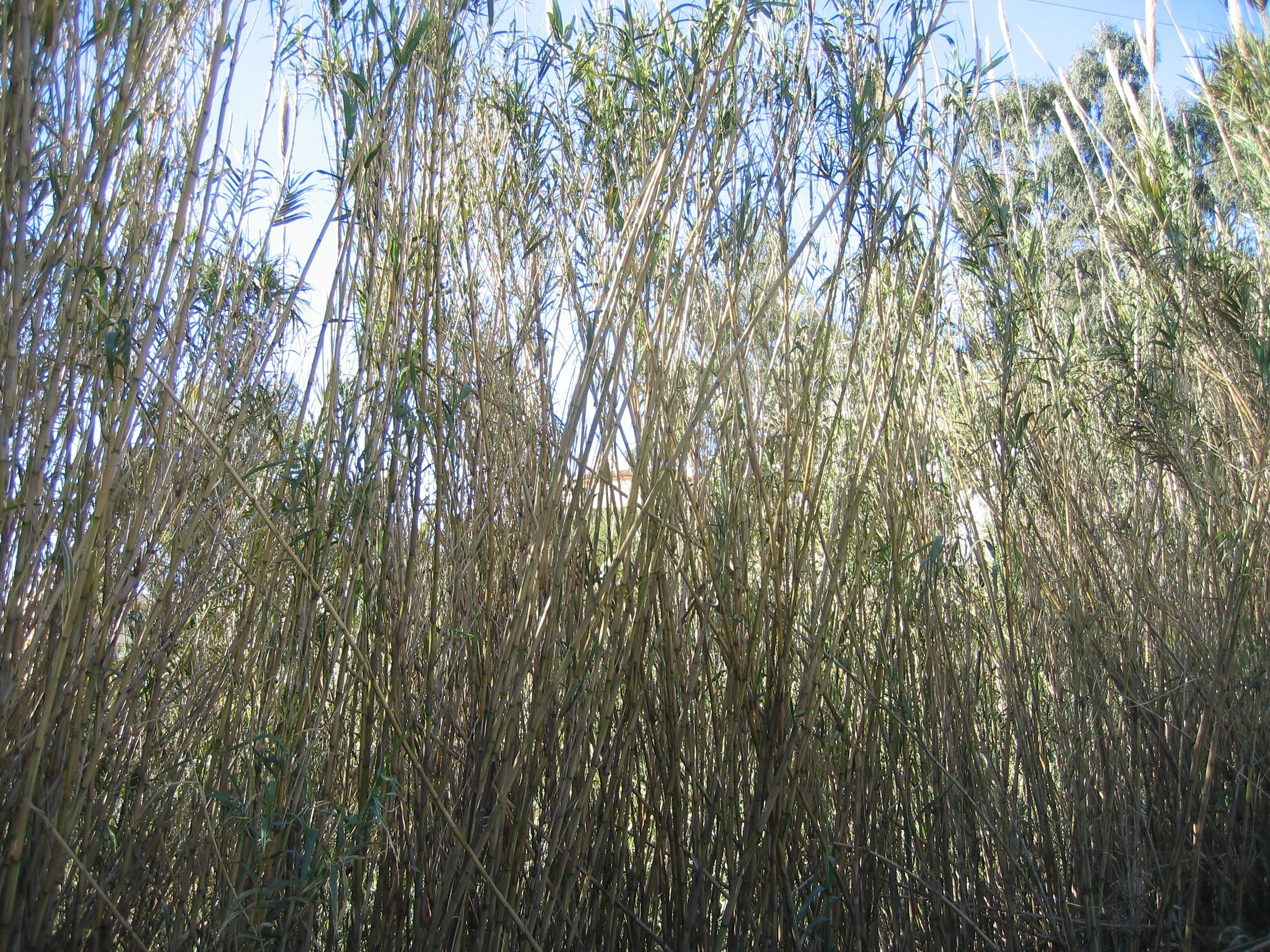 Spanish reed, Spanskrr