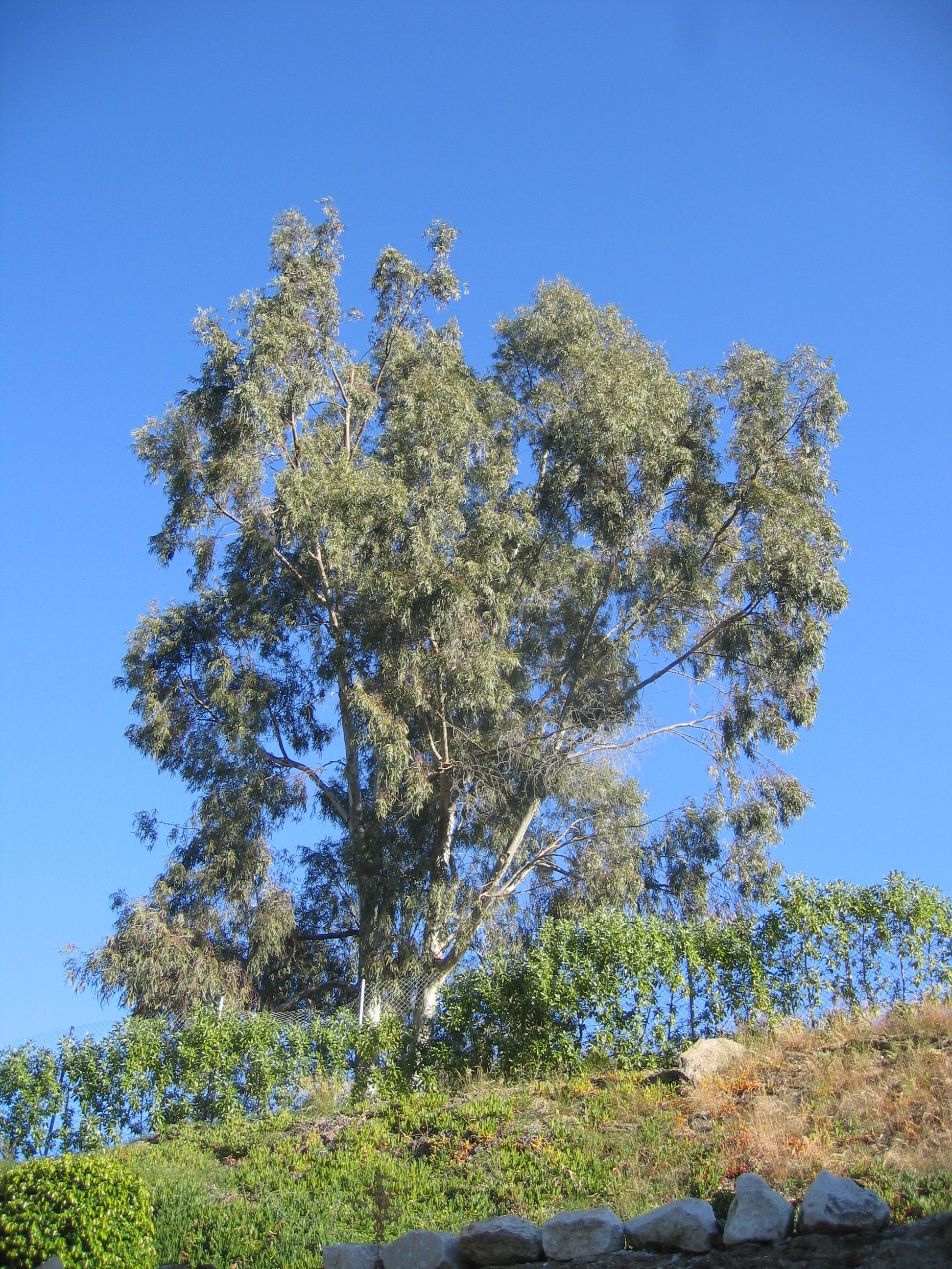 Eucalyptus