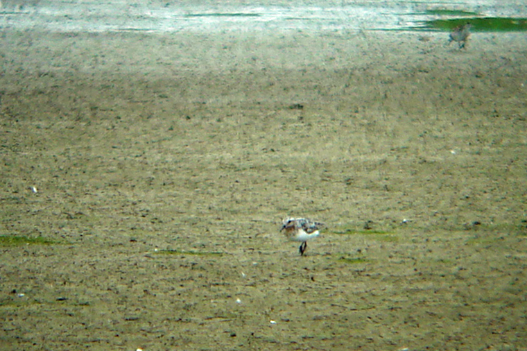 Sanderling