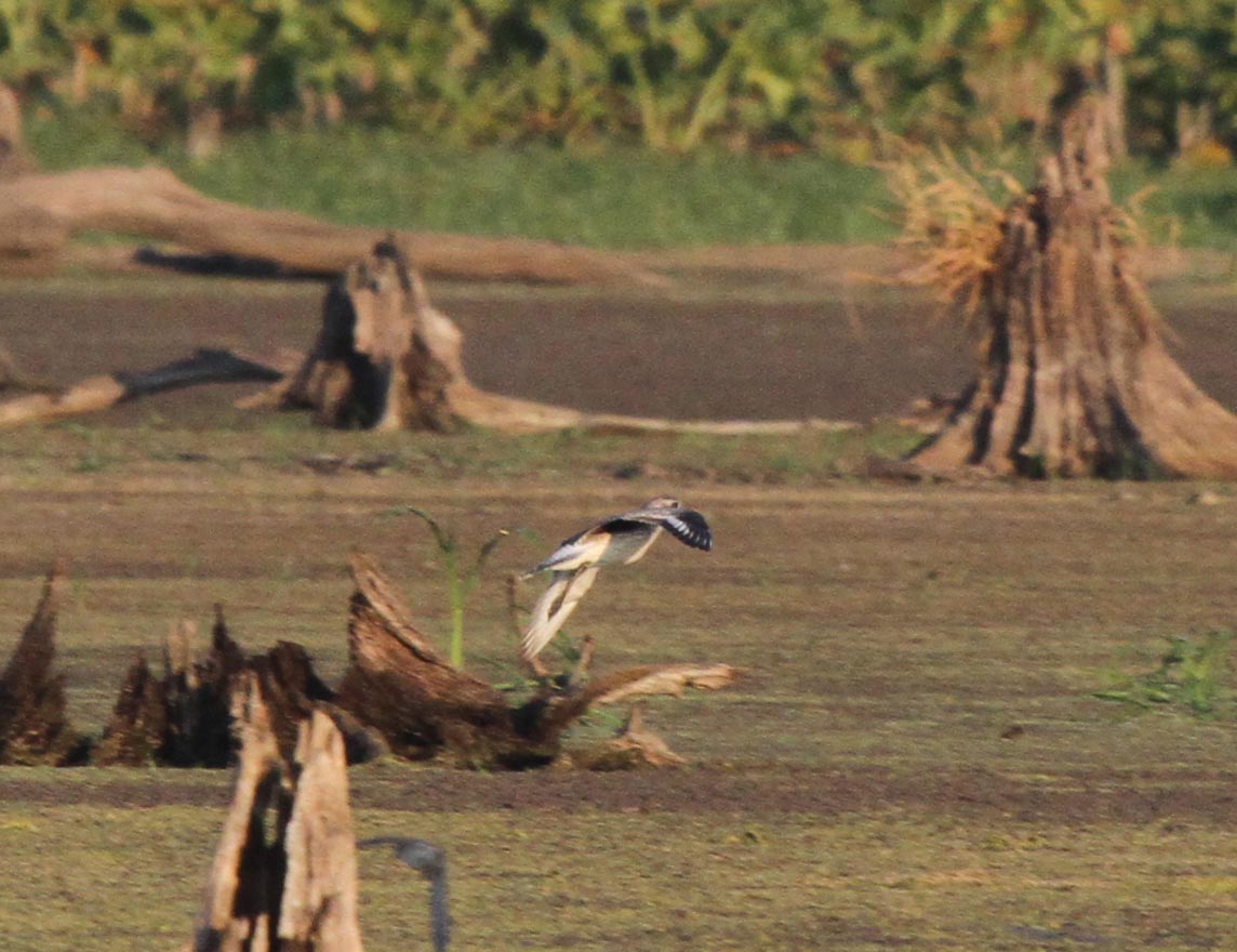 Black-bellied Plover