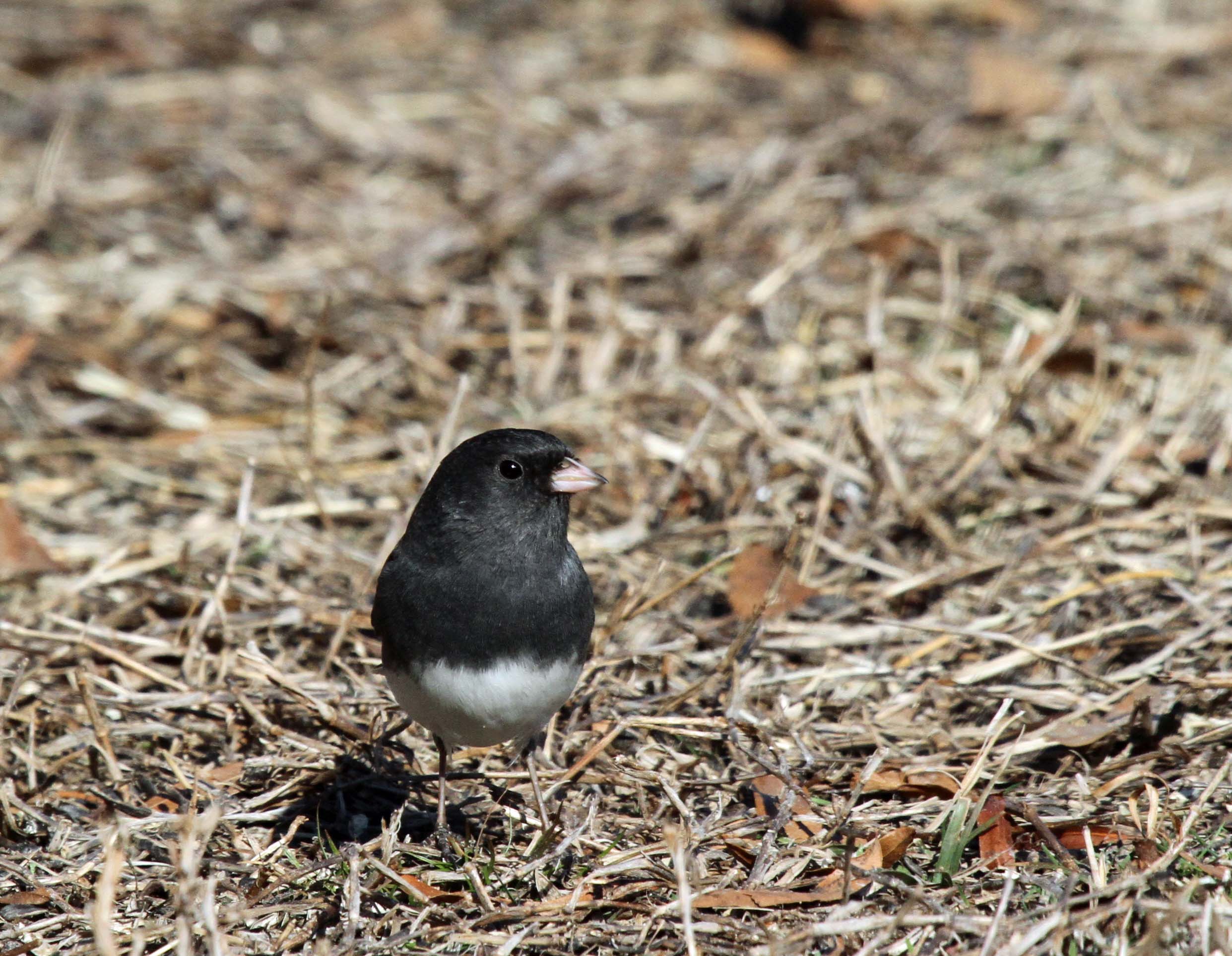 Dark-eyed Junco