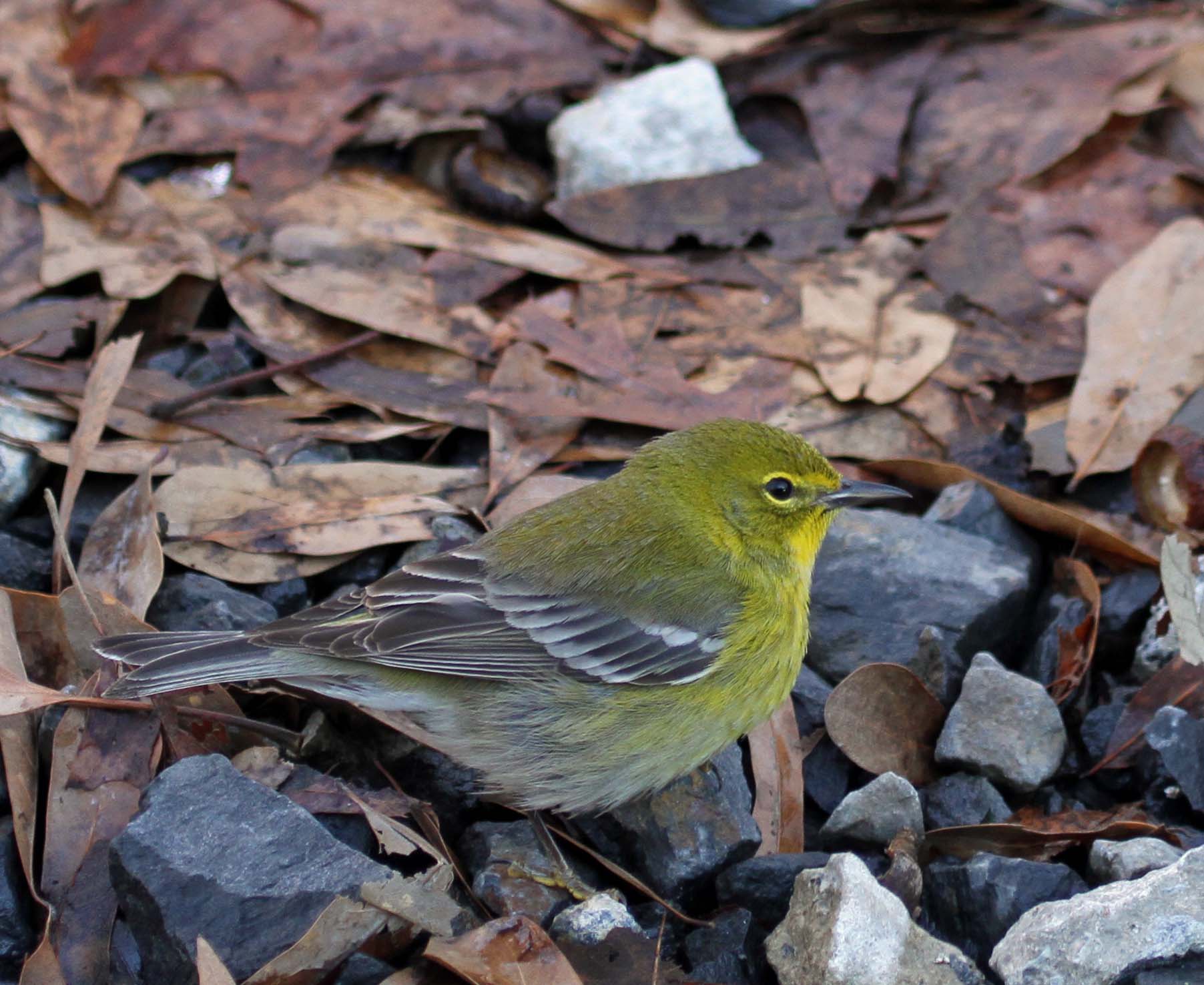 Pine Warbler