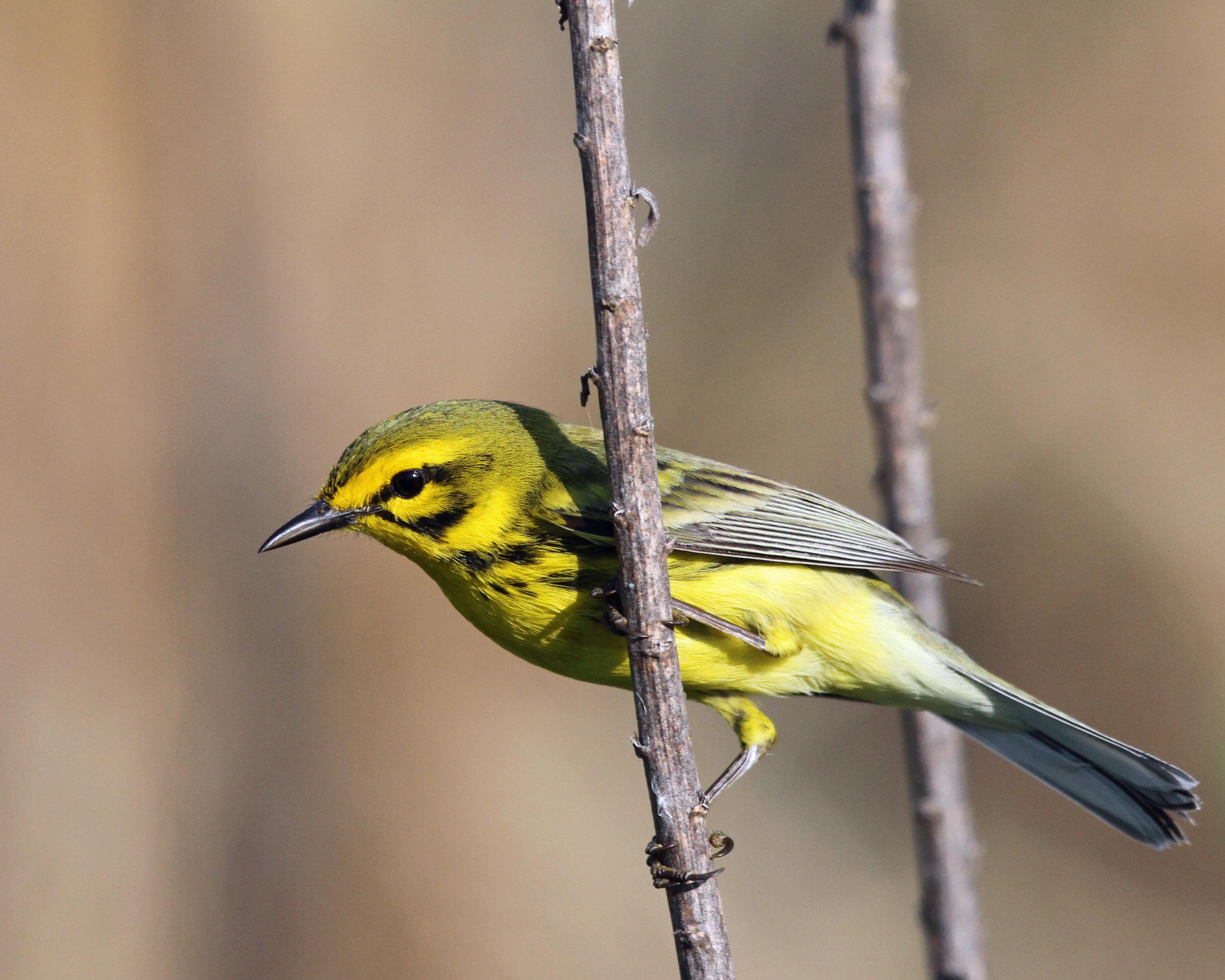 Prairie Warbler