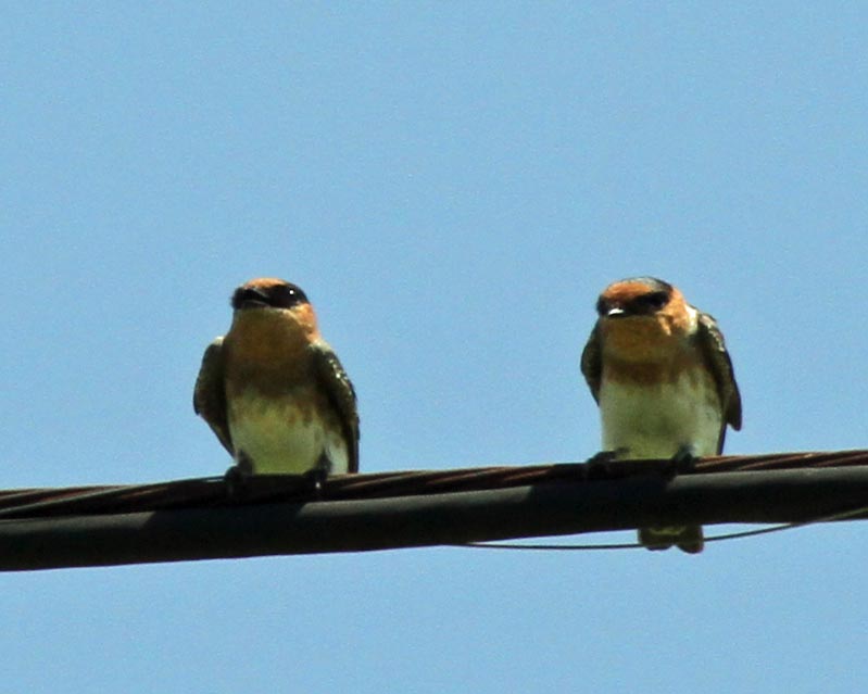 Cave Swallows