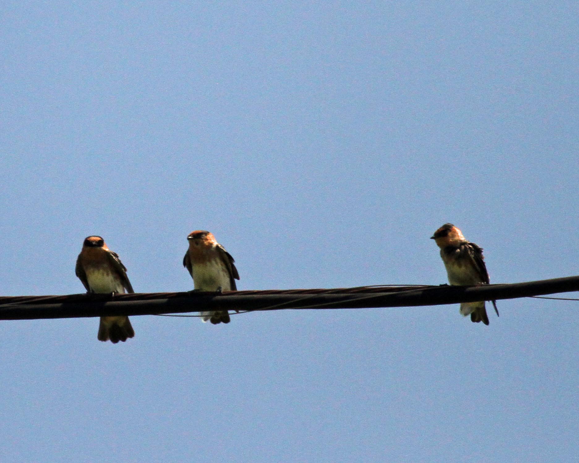 Cave Swallows