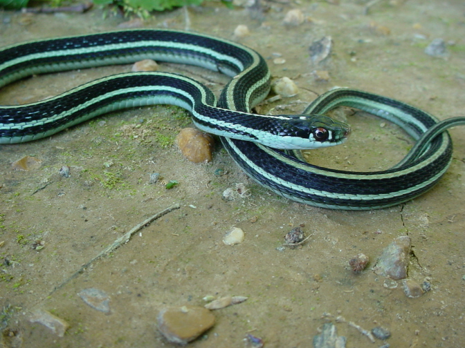 Ribbon Snake