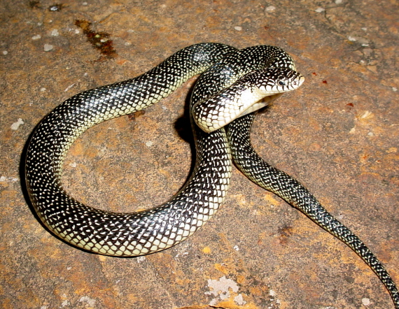Speckled Kingsnake