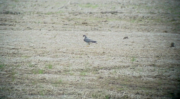Peregrine Falcon