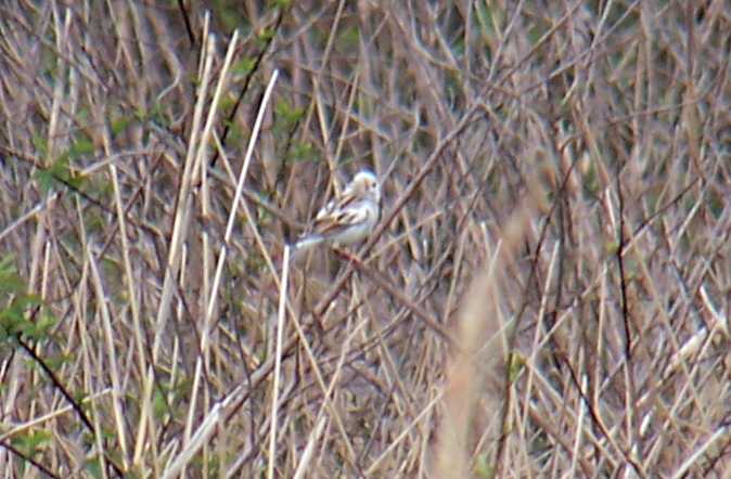 Field Sparrow