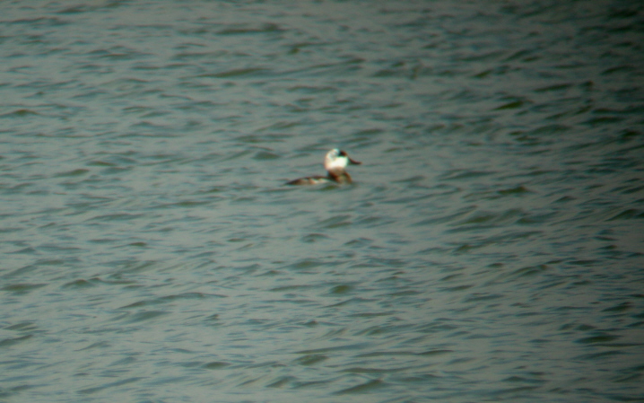 Ruddy Duck