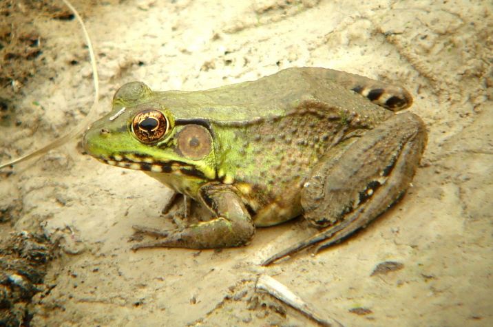 Green Frog