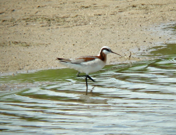 Wilsons Phalarope