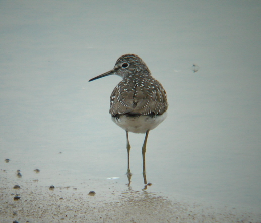 Solitary Sandpiper