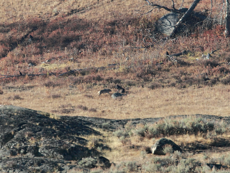 06bearcub02.JPG