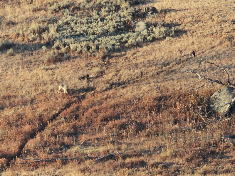 06bearcub03.JPG