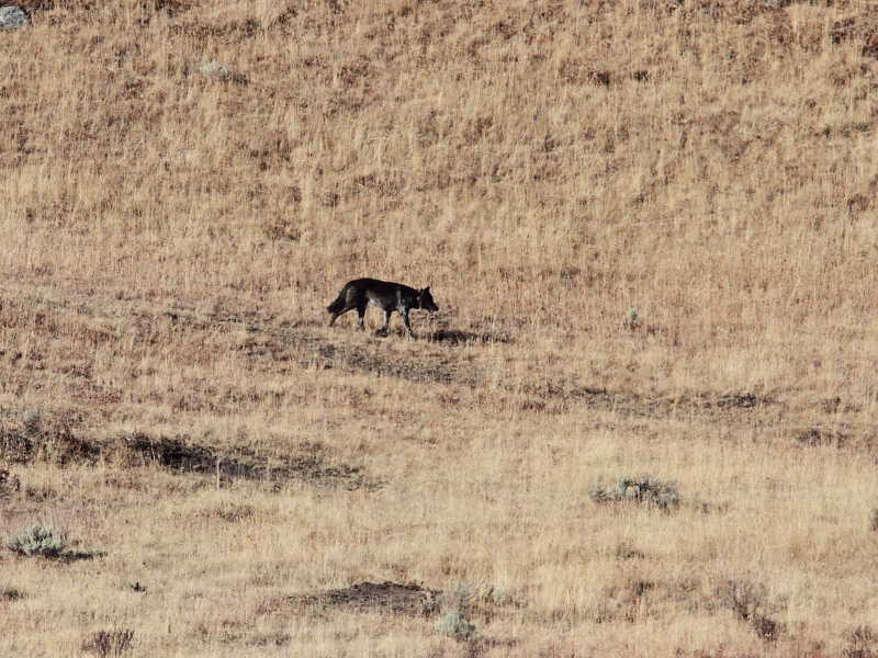 06bearcub05.JPG