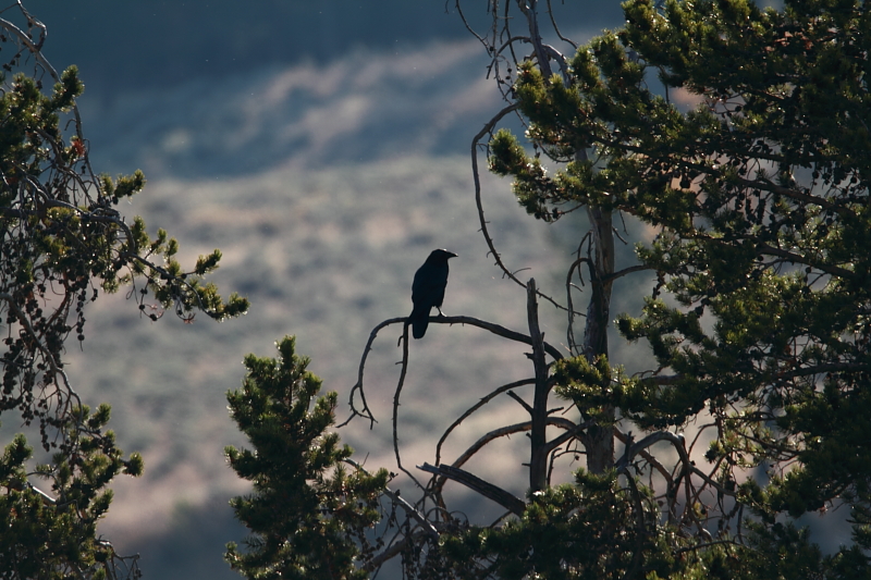 Late September trip to YNP 2010