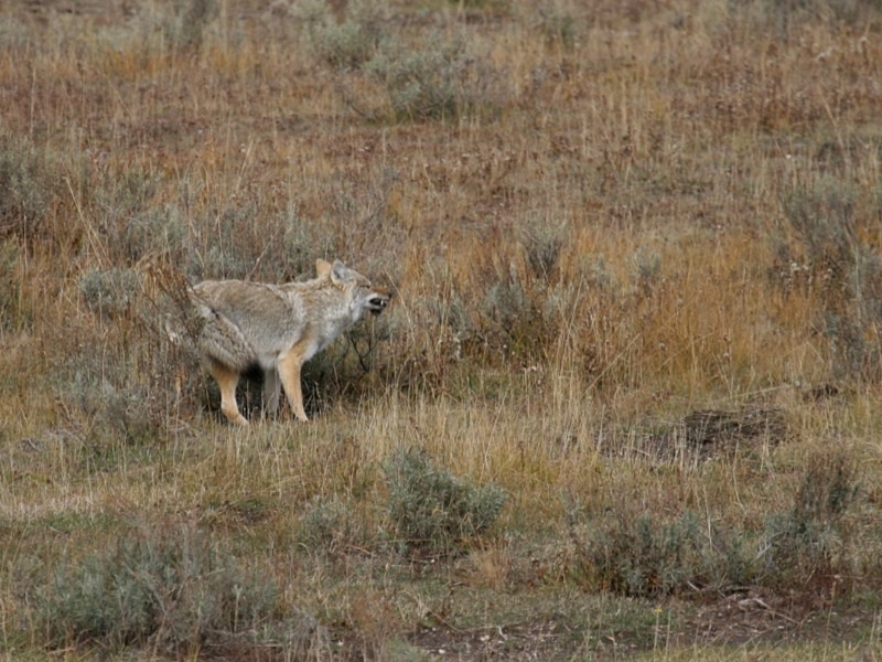 2011 YNP Oct