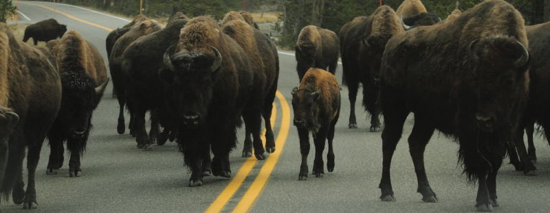 Bison traffic