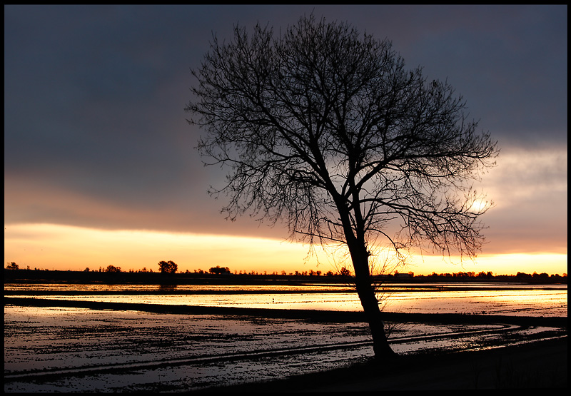 Early morning near Amposta