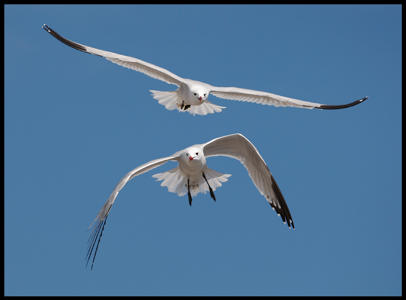 Audouin`s Gulls