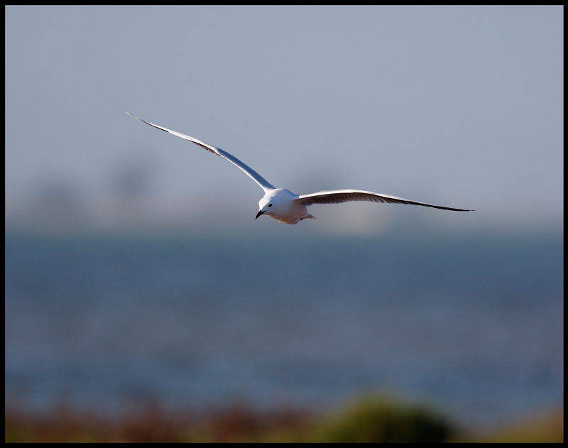 Slender-billed Gull