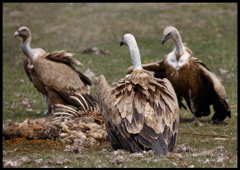 Griffon Vultures - not much left of the sheep now