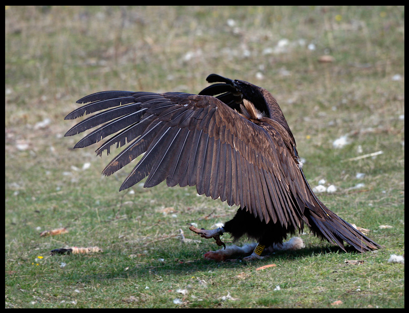 Black Vulture , Watch out - Im big and strong.....