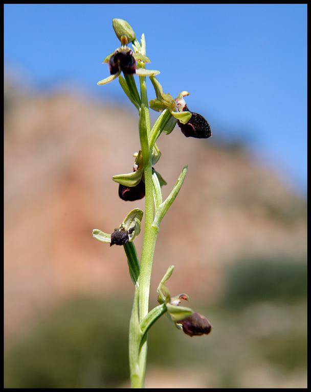 Ophrys sphegodes at Mont Roig