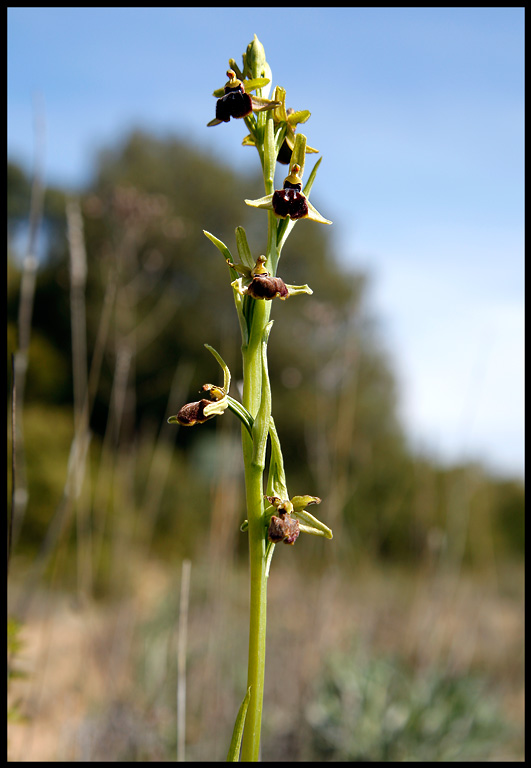 Ophrys sphegodes at Mont Roig