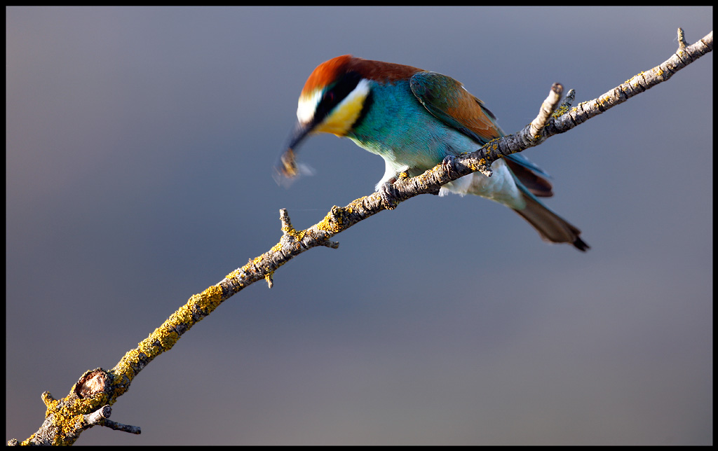 Shaken not stirred Bee-eater disarming a bee before eating it