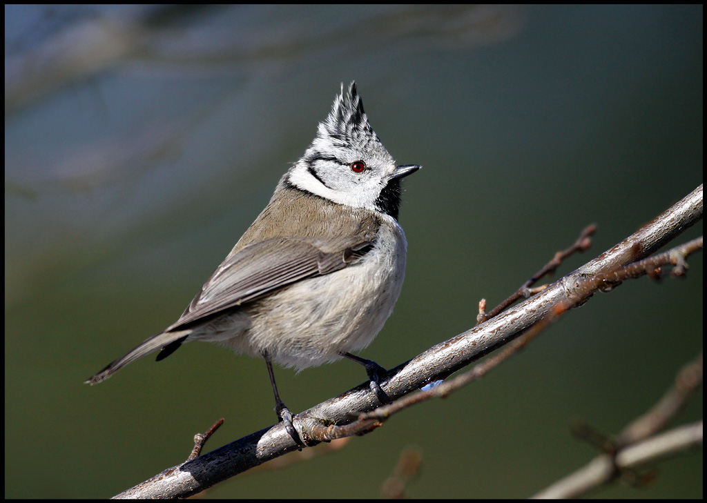 Crested Tit - Hovshaga, Vxj