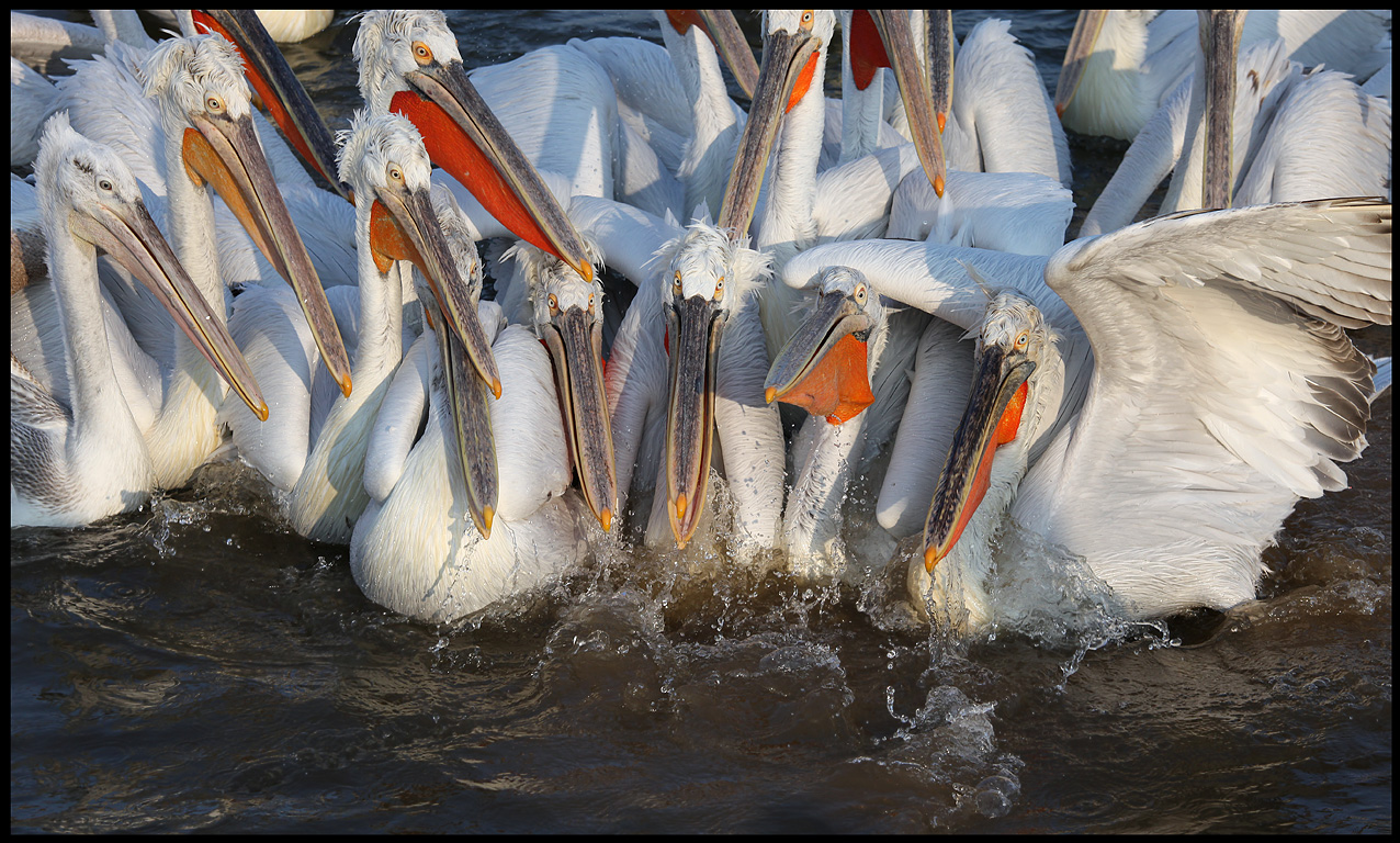 Dalmatian Pelicans gathering (do you have fish for us?)