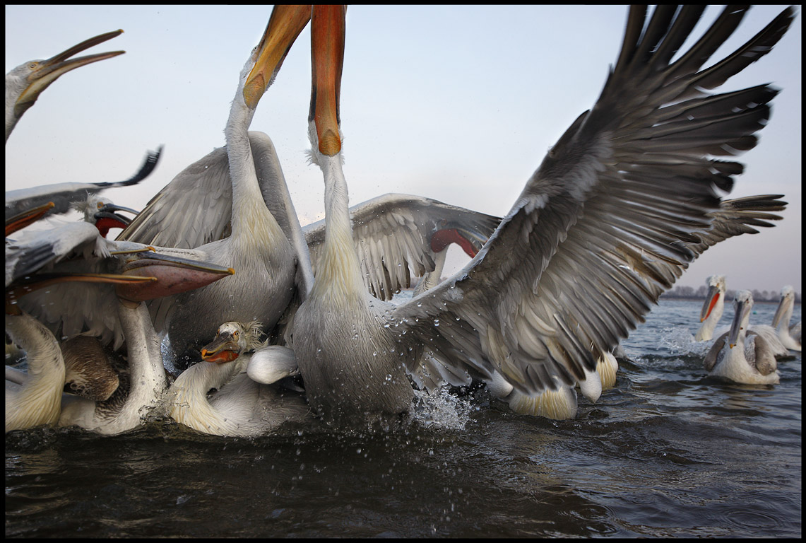 Pelican chaos