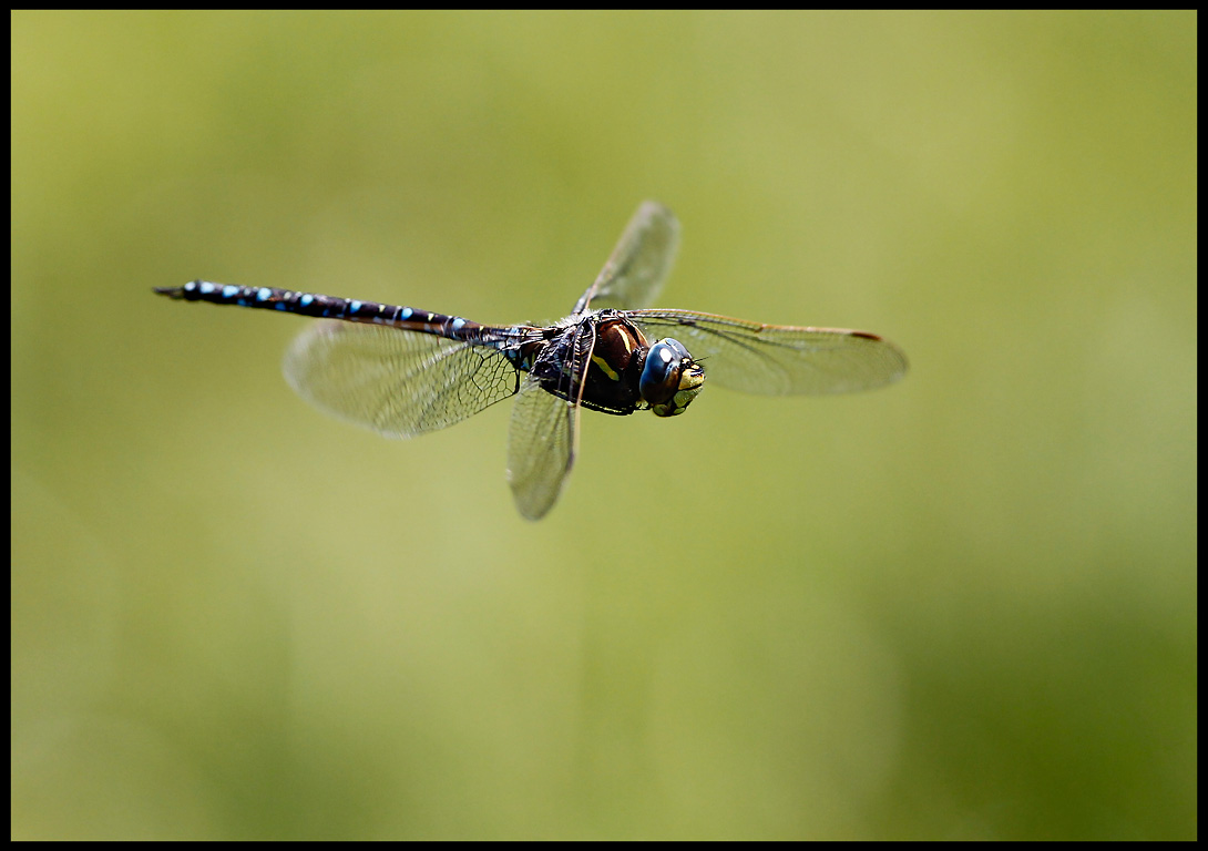Starrmosaiktrollslnda (Common Hawker - Aeshna juncea)  Muskmyr Gotland