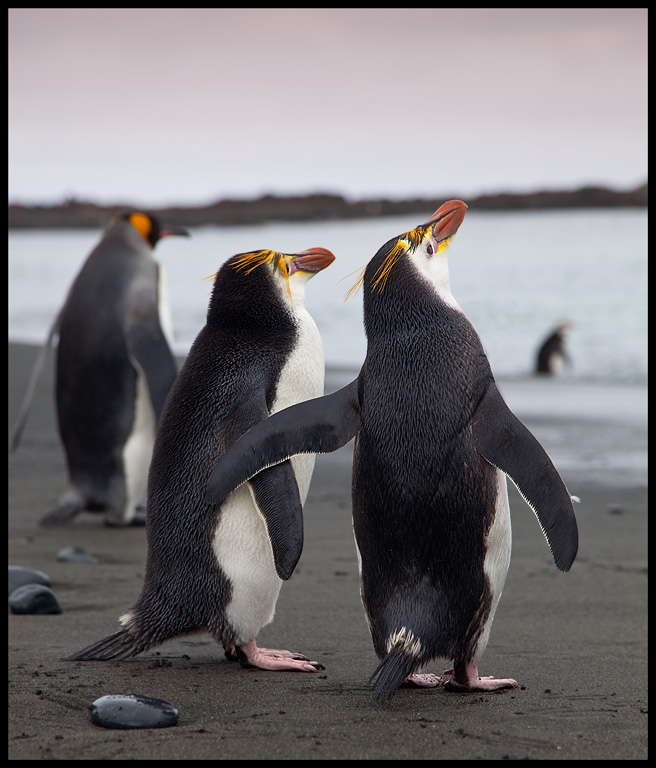 Taking your friend to the beach - Royal penguins Macquarie Island