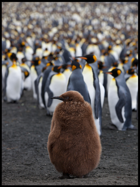 Young King Penguin