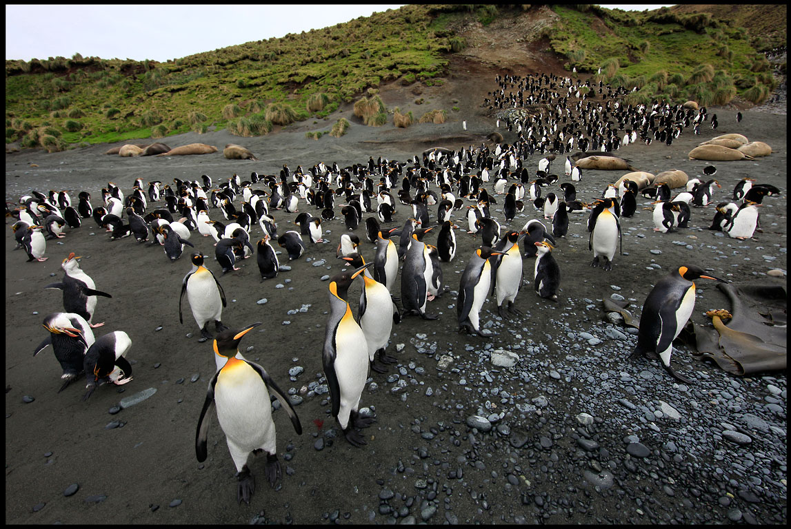 King- and Royal Penguins at Macquarie Island