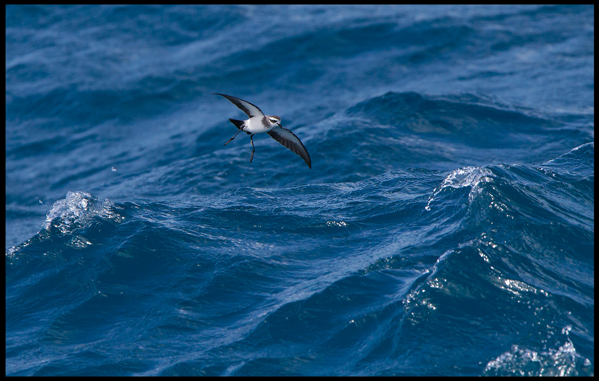White-faced Storm Petrel near Chatham Island