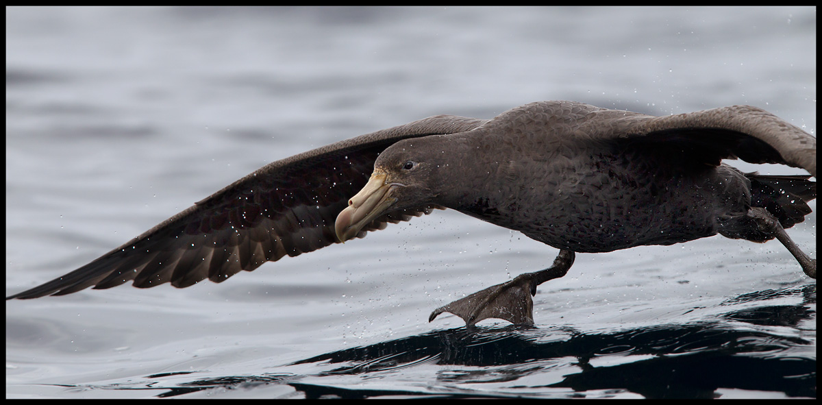 Northern Giant Storm Petrel - Antipodes Island