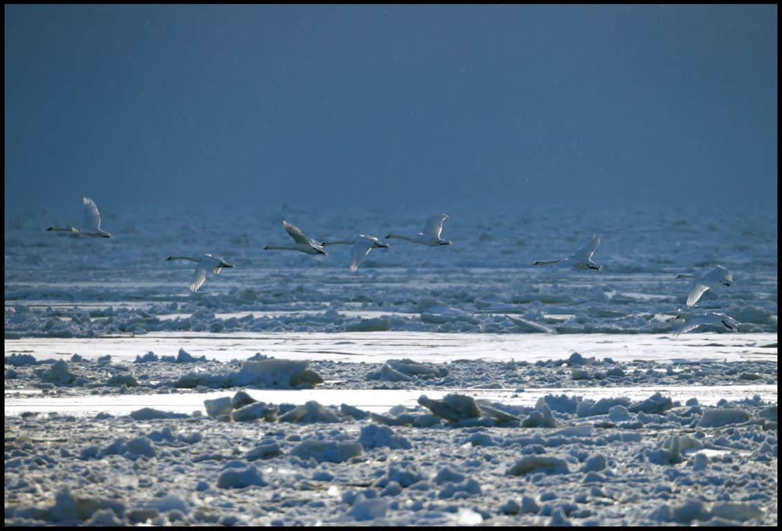 Mute Swans searching open water near Grnhgen