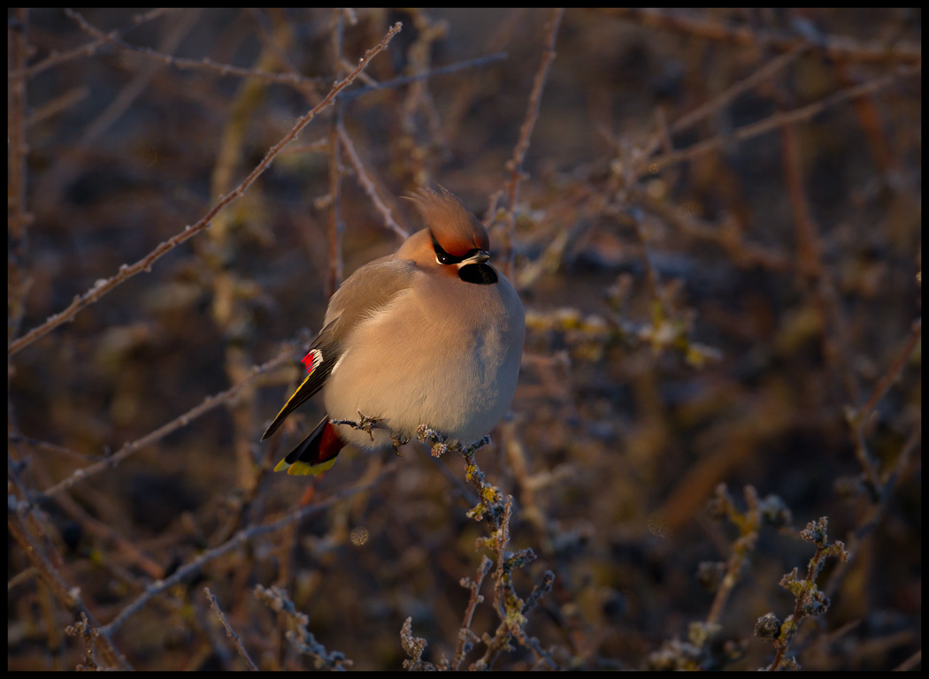 Waxwing at Ottenby 13 degrees below zero