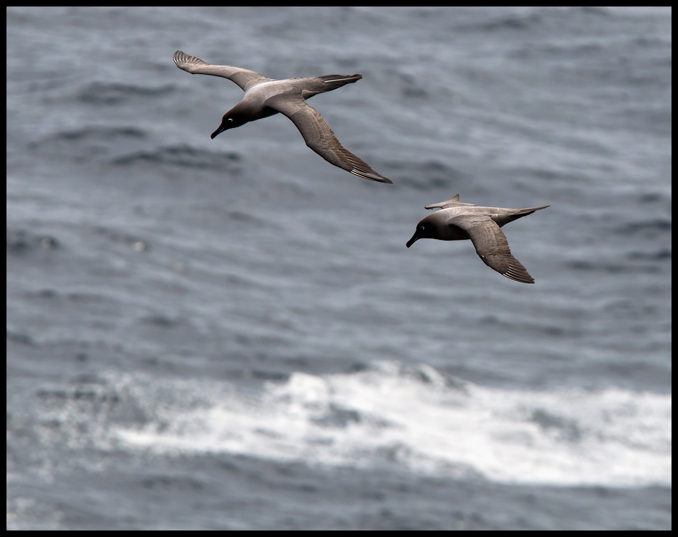 Light-mantled Sooty Albatrosses - Enderby Island (Auckland Islands)