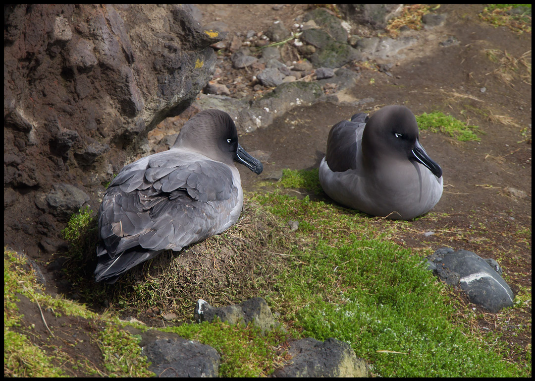 Nesting Light-mantled Sooty Albatrosses - Enderby Island